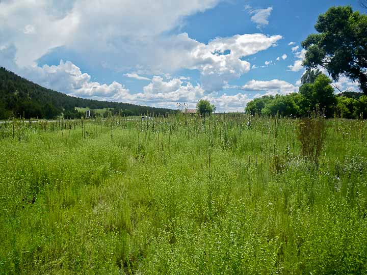 Riparian area, just north of Hwy 380